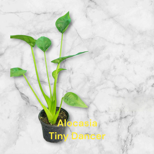 Alocasia Tiny Dancer in a four inch pot.