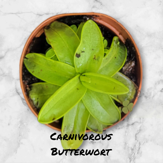 Pinguicula Butterwort Primulifloria carnivorous plants in two inch pots.