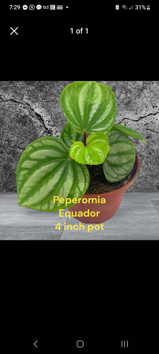Peperomia Ecuador four inch pot. Photo b4 shipping