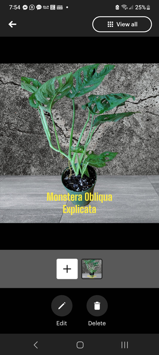 Monstera Obliqua Explicata four inch pot. Photos b4 Shipping