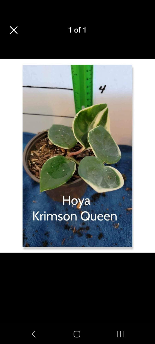 Hoya Krimson Queen starter planter plants in three inch pots. Photos b4 Shipping