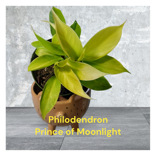 Philodendron Prince of Moonlight in four inch pot
