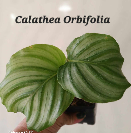 Calathea Orbifolia four inch pots. Photos b4 Shipping.