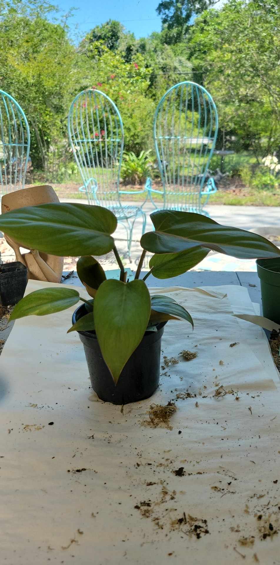 Philodendron Summer Glory four inch pot .