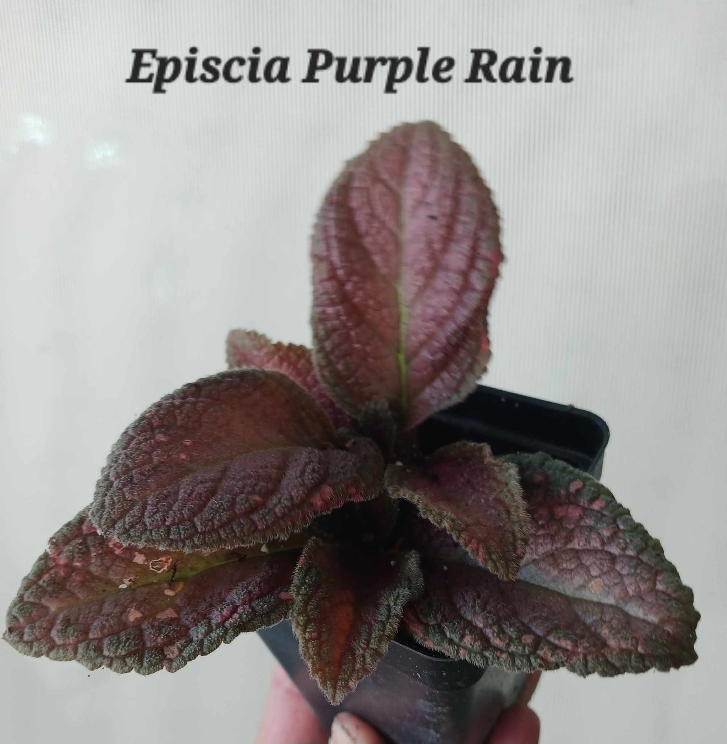 Episcia Purple Rain two inch pot. Photos b4 Shipping