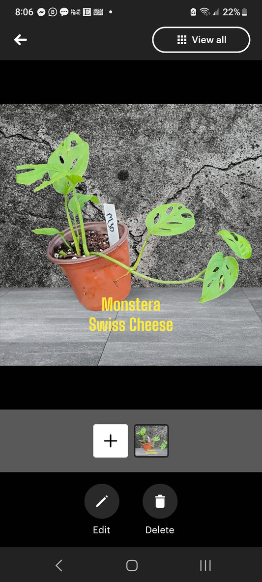 Monstera Adansonii Swiss Cheese three inch starter pot. Photo b4  shipping