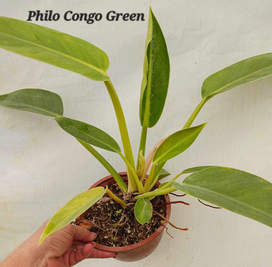 Philodendron Congo Green in four inch pot. Photos b4 Shipping