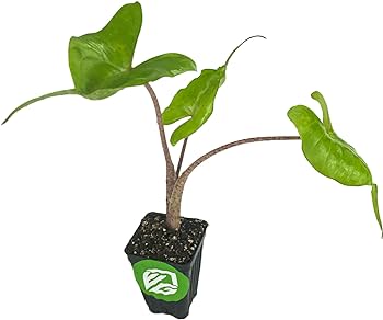 Alocasia Stingray starter plant three inch pot photo b4 shipping