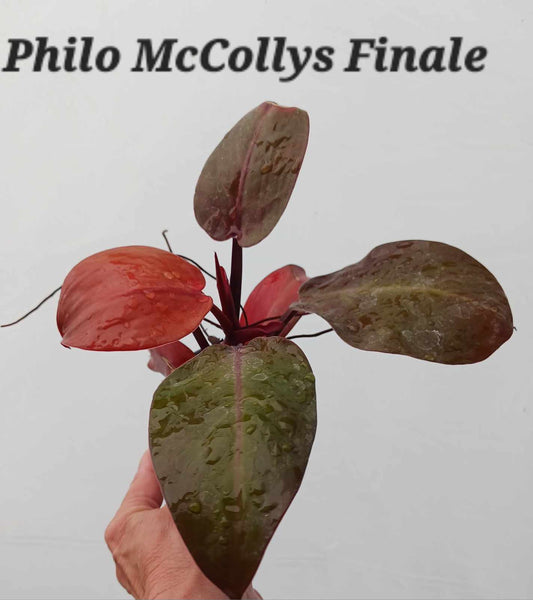 Philodendron McColley's Finale  four inch pots