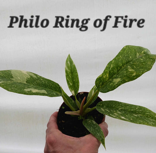 Philodendron Ring of Fire four inch pot.