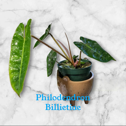 Philodendron Billietiae four inch pot. Pothos b4 shipping
