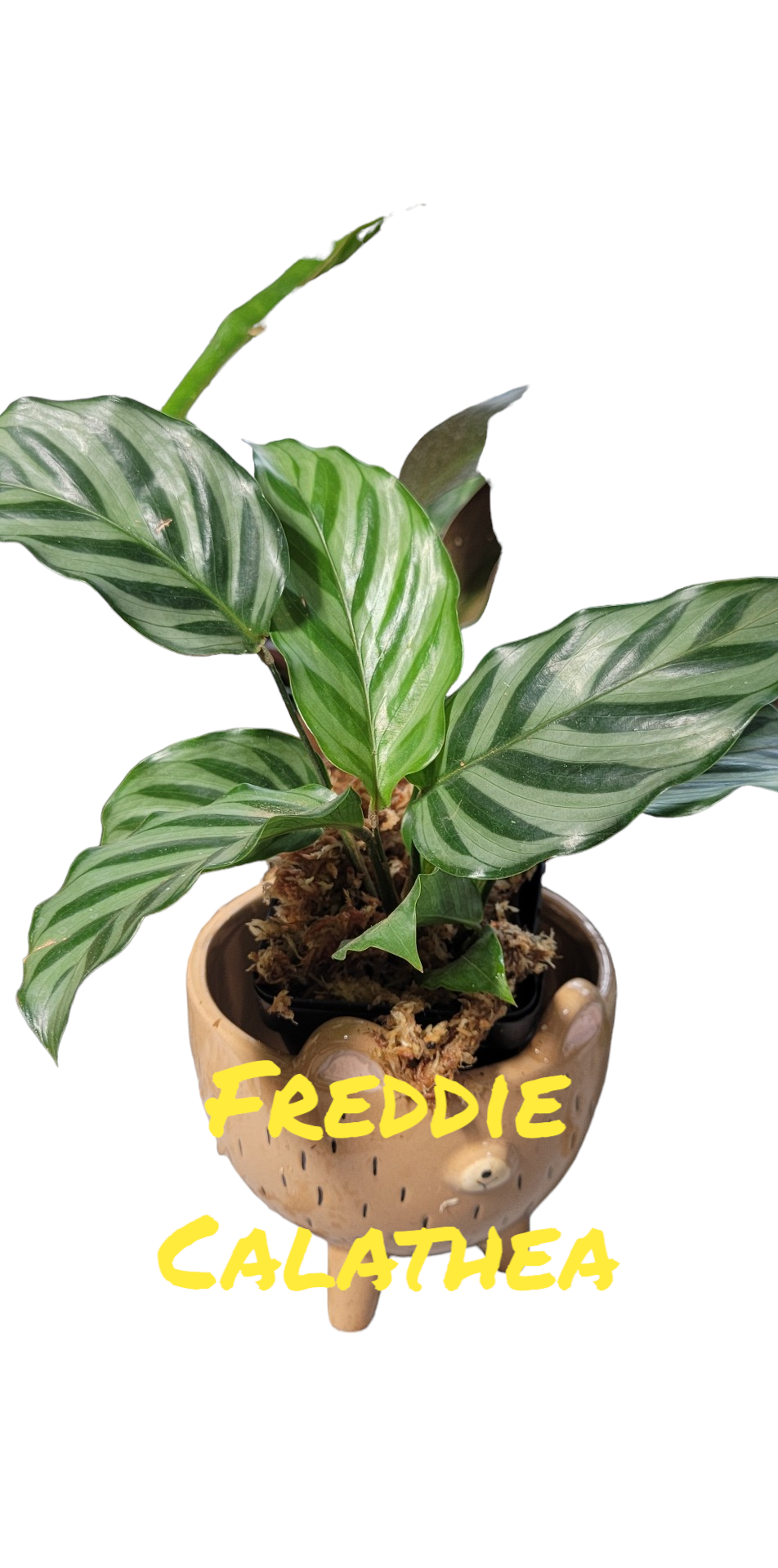 Calathea Freddie. Three inch pot.Photos b4 Shipping