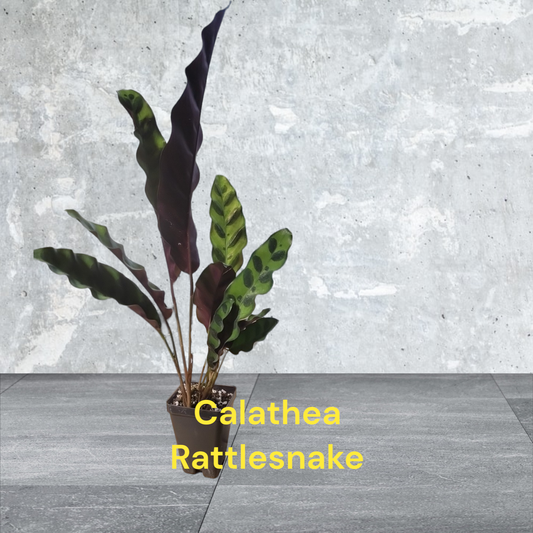 Calathea Lancifolia Rattlesnake three inch pot