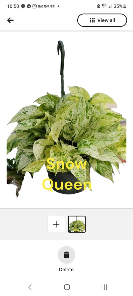 Epipremnum Pothos Snow Queen Eight Inch Pot FREE SHIPPING.Photo b4 Shipping