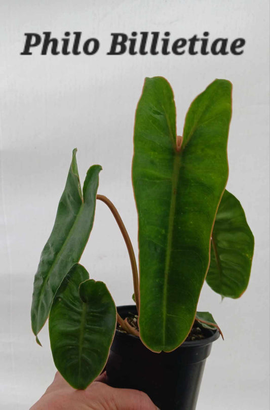 Philodendron Billietiae in a four inch pot. Photo b4 shipping