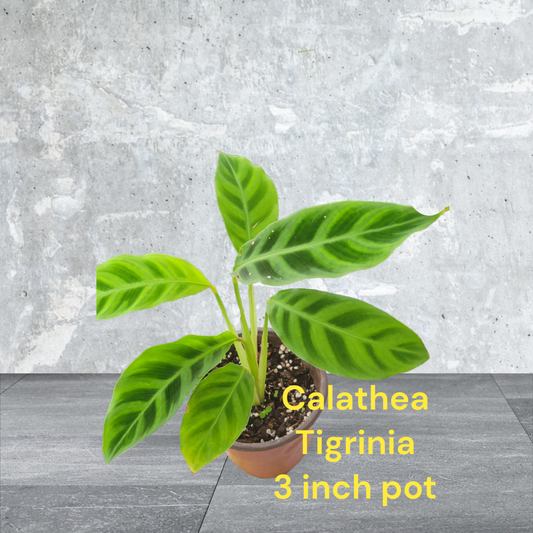 Calathea Tigrina 3 inch pot starter plant