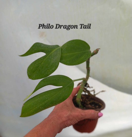 Philodendron Dragon Tail growing in four inch pot