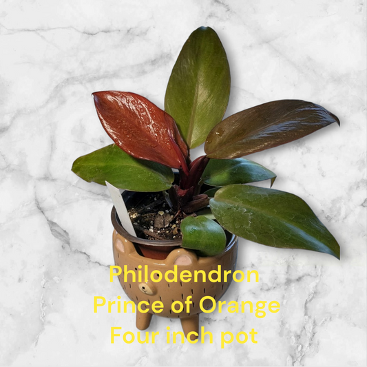 Philodendron Prince of Orange four inch pot. Photos b4 shipping