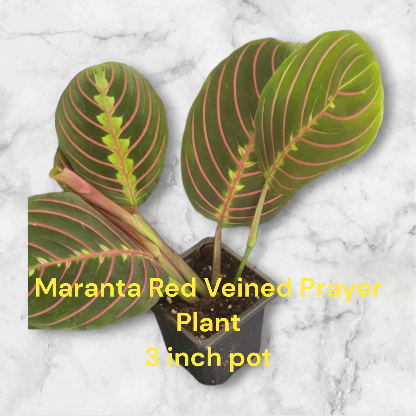 Maranta Leuconeura Erythroneura Red Prayer Plant in 3 inch pot