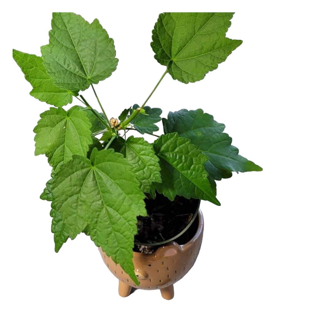 Red Tiger Abutilon Chinese Lantern rooted starter plant four inch pot. Photos b4 Shipping