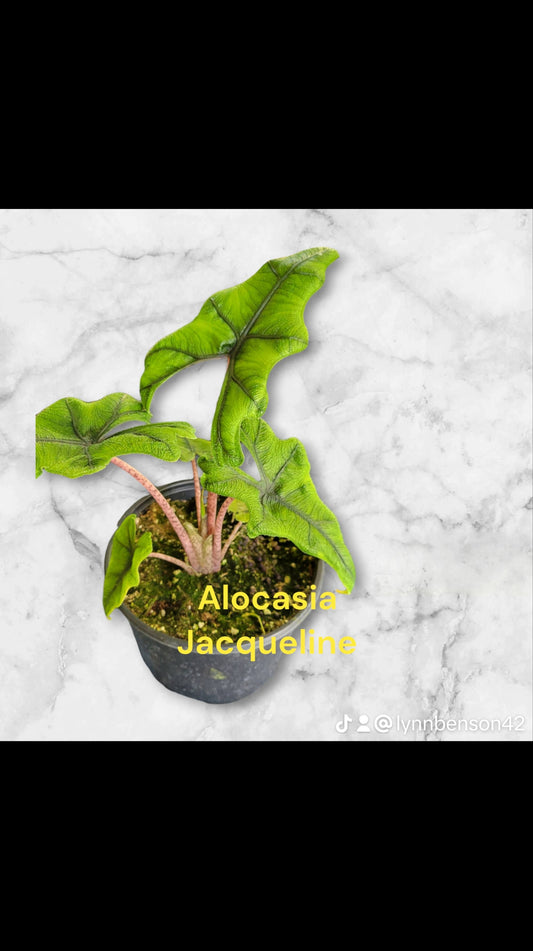 Alocasia Jacqueline six inch pots. Photos b4 Shipping
