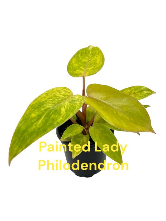 Philodendron Painted Lady Six Inch Pot.  Photos b4 Shipping