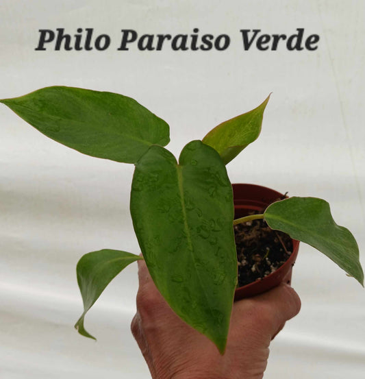 Philodendron Paraiso Verde four inch pot.  Photos b4 Shipping.