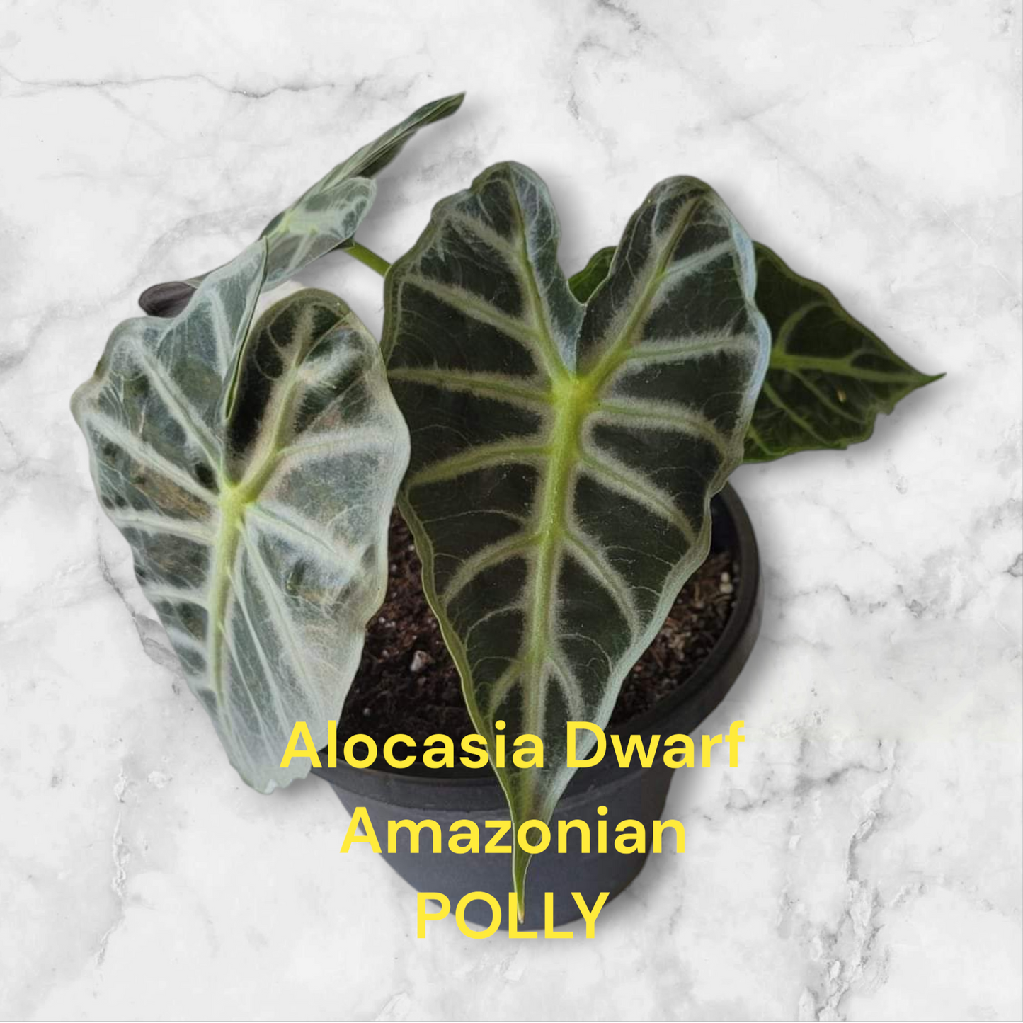 Alocasia Dwarf Amazonian   One plant in four inch pot.  Photos b4 Shipping