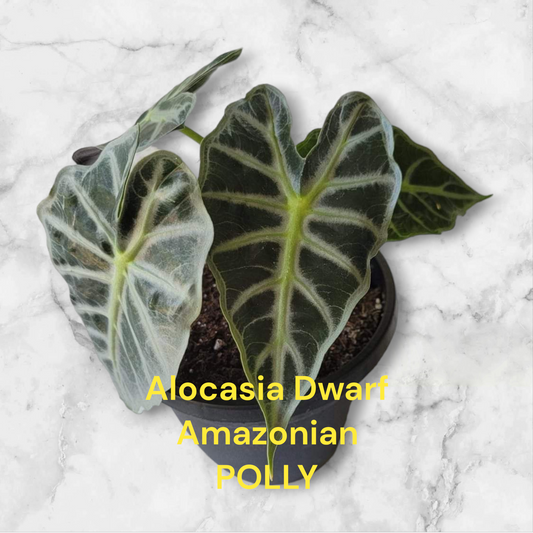 Alocasia Dwarf Amazonian Polly.  Two plants in three inch pot.  Photos b4 Shipping