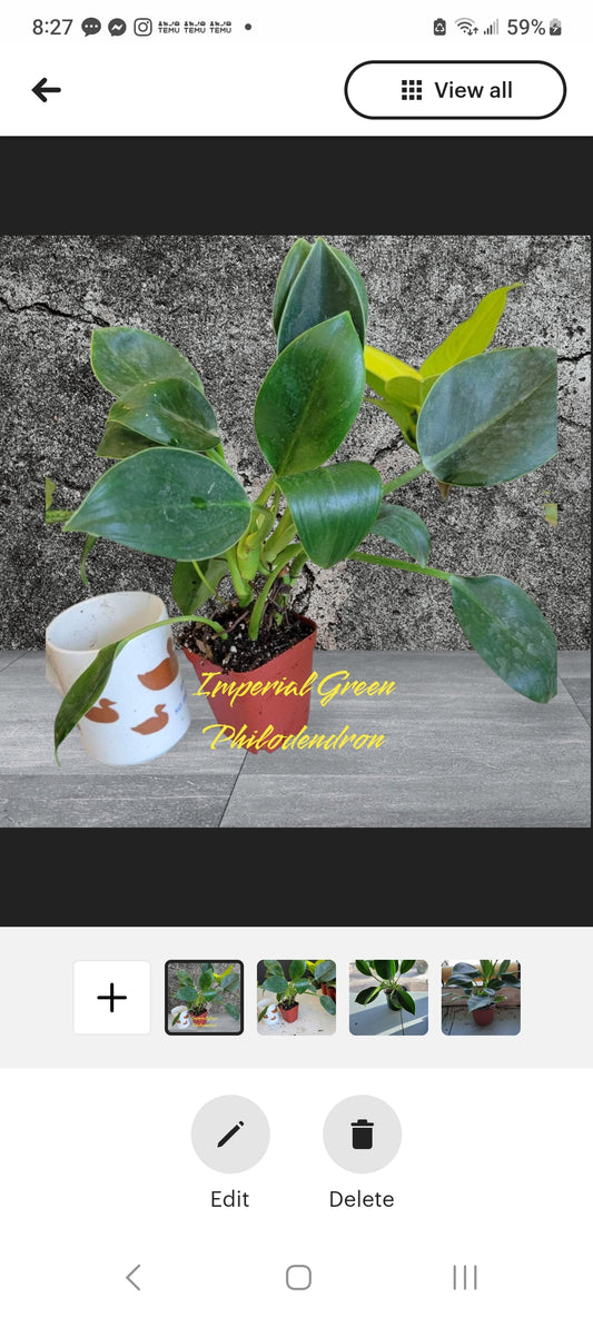 Philodendron Imperial Green four inch pot. Photos b4 Shipping