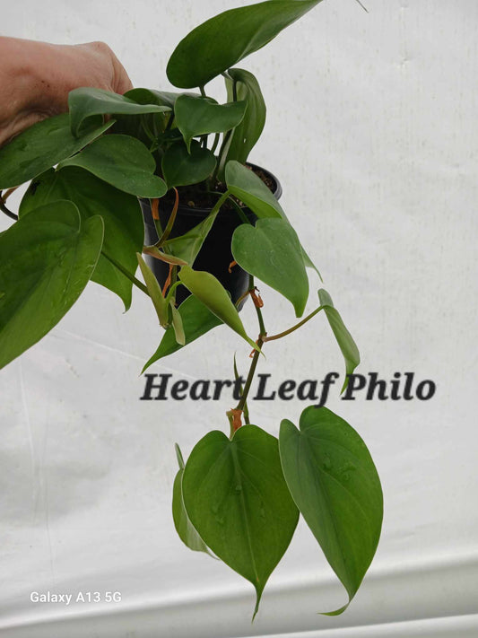 Philodendron Hederaceum Heart Leaf three or four inch pot.  Photos b4 Shipping