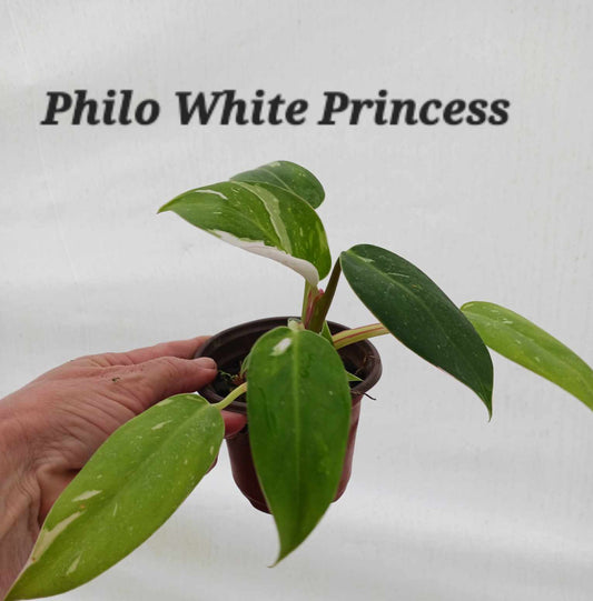 Philodendron White Princess four Inch Pots.  Photos b4 Shipping