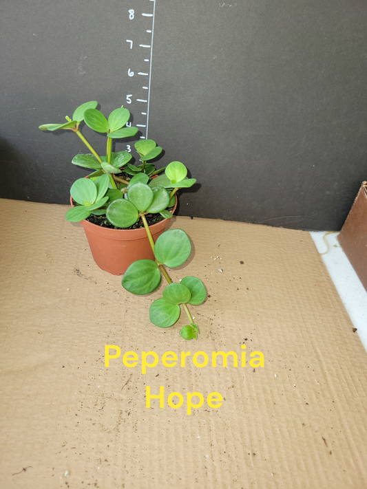 Peperomia Hope in four in pots. Photos b4 Shipping.