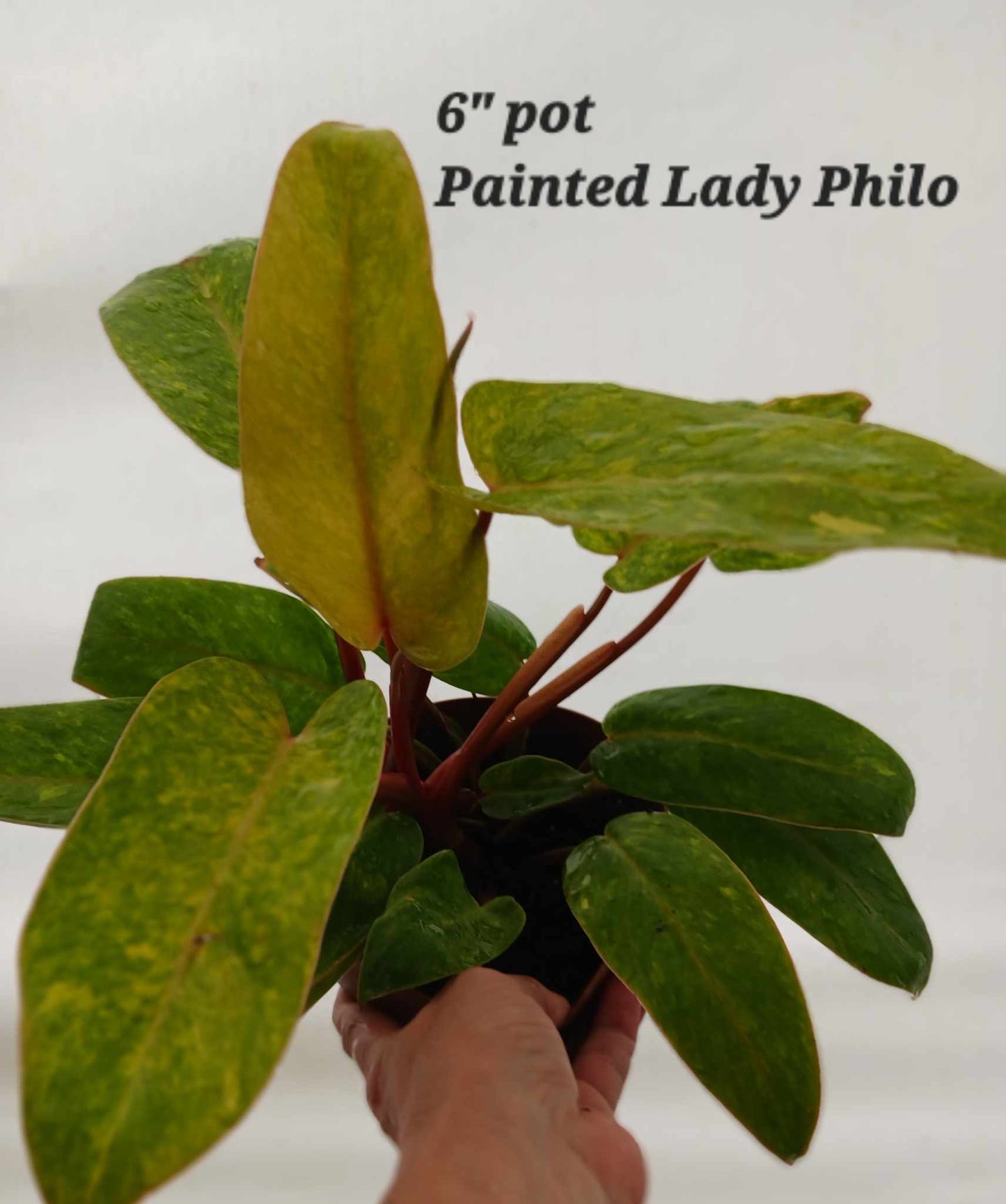 Philodendron Painted Lady six inch pot. Photos b4 Shipping