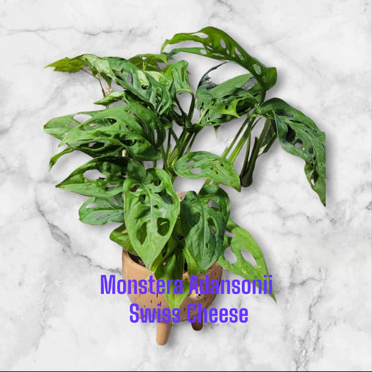 Monstera Adansonii Swiss Cheese three Plants per pot