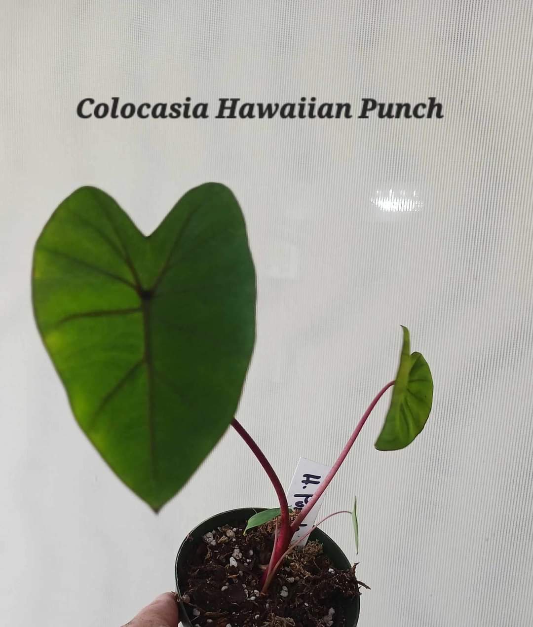 Colocasia Hawaiian Punch starter plant three inch pot. Photos sent b4 shipping.