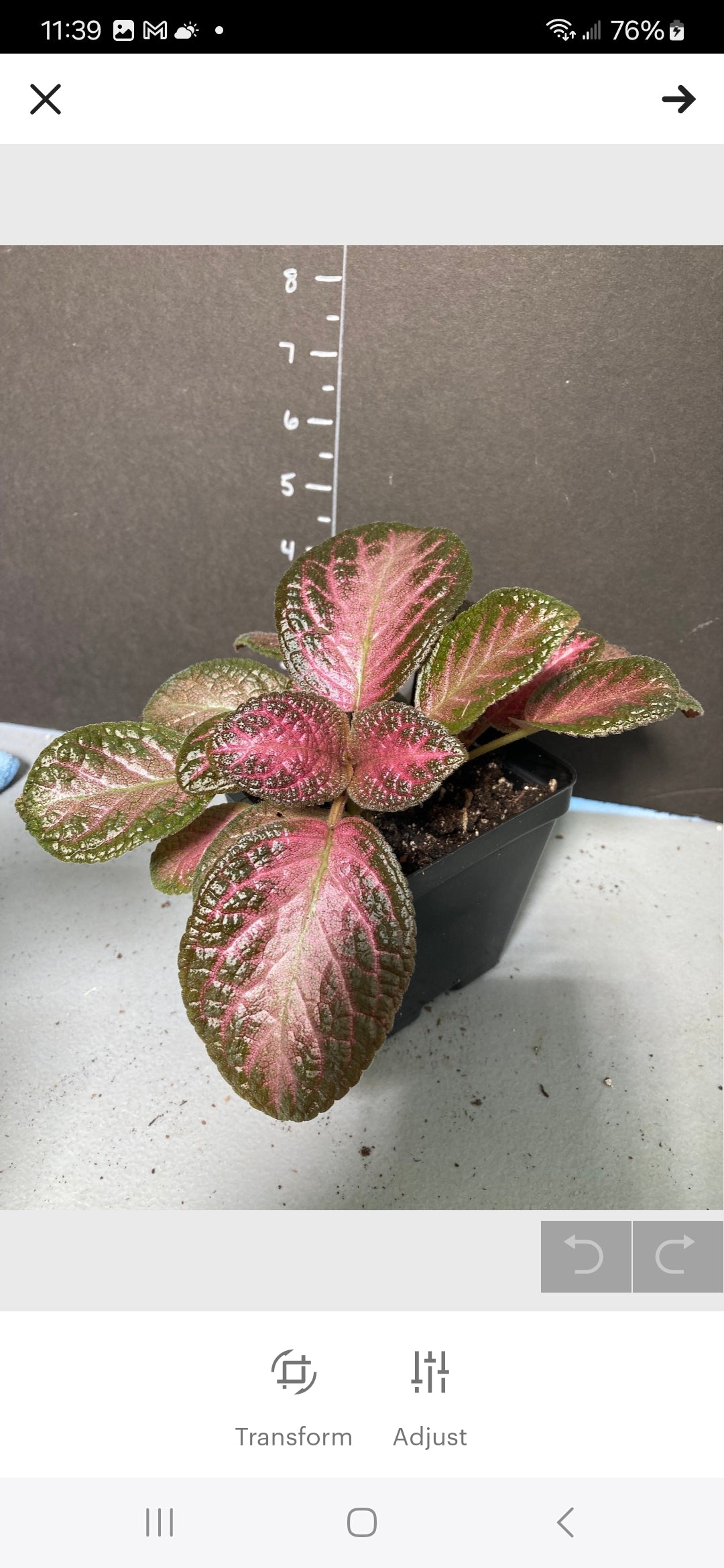 Episcia Pink Panther three inch pots Photos before shipping