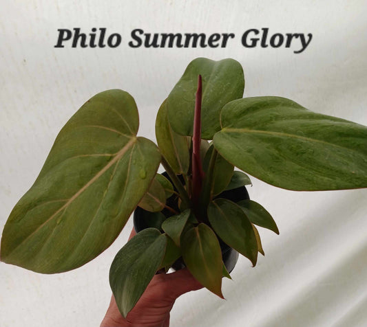 Philodendron Summer Glory four inch pots. Photos b4 Shipping