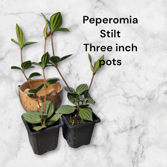 Peperomia Stilt three inch pots. Photos b4 Shipping.