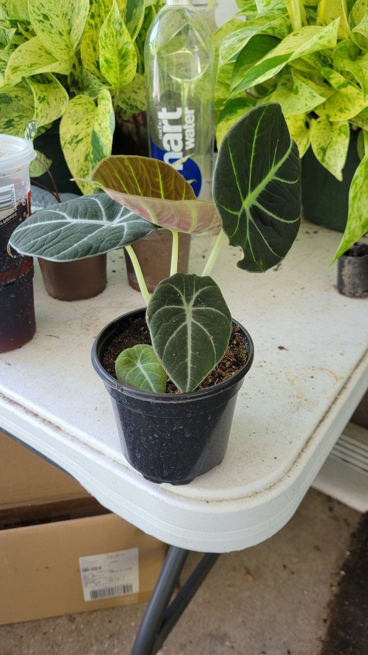 Alocasia Black Velvet four inch pot. Photos b4 Shipping