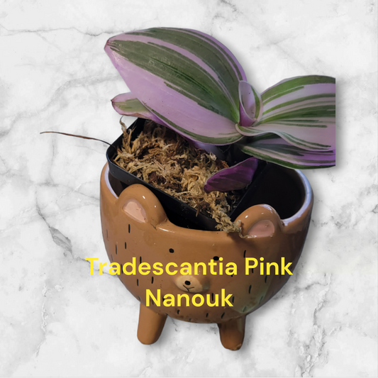 Tradescantia Pink Nanouk starter two inch pot photo b4 shipping