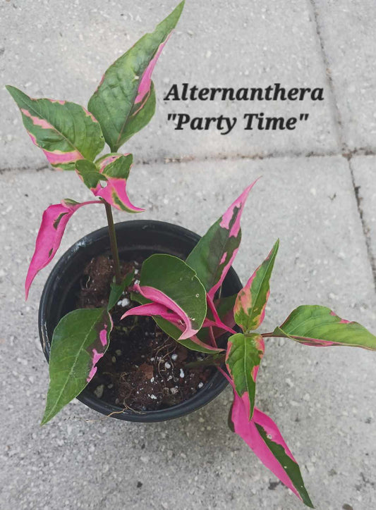 Alternanthera Party Time two plants per three inch pot. Photos b4 Shipping