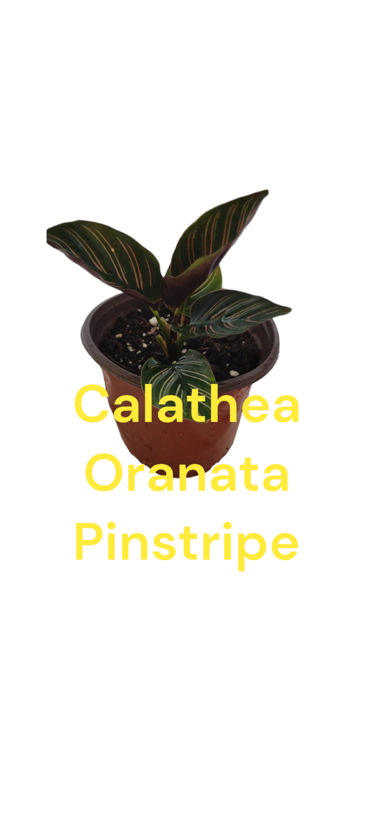 Calathea Ornata Pinstripe three inch pot. Photos b4 Shipping