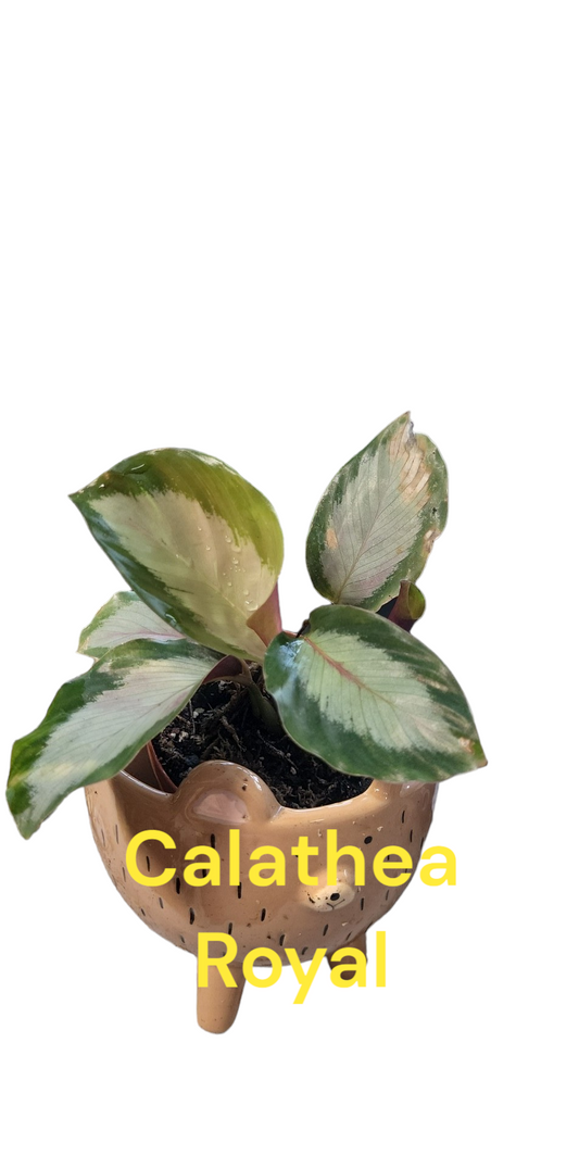 Calathea Standard Beauty in three inch pots. Photos b4 Shipping
