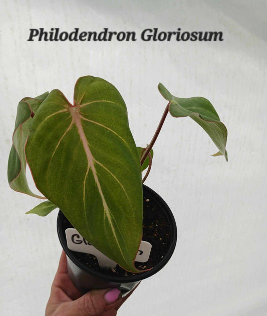 Philodendron Gloriosum four inch pot