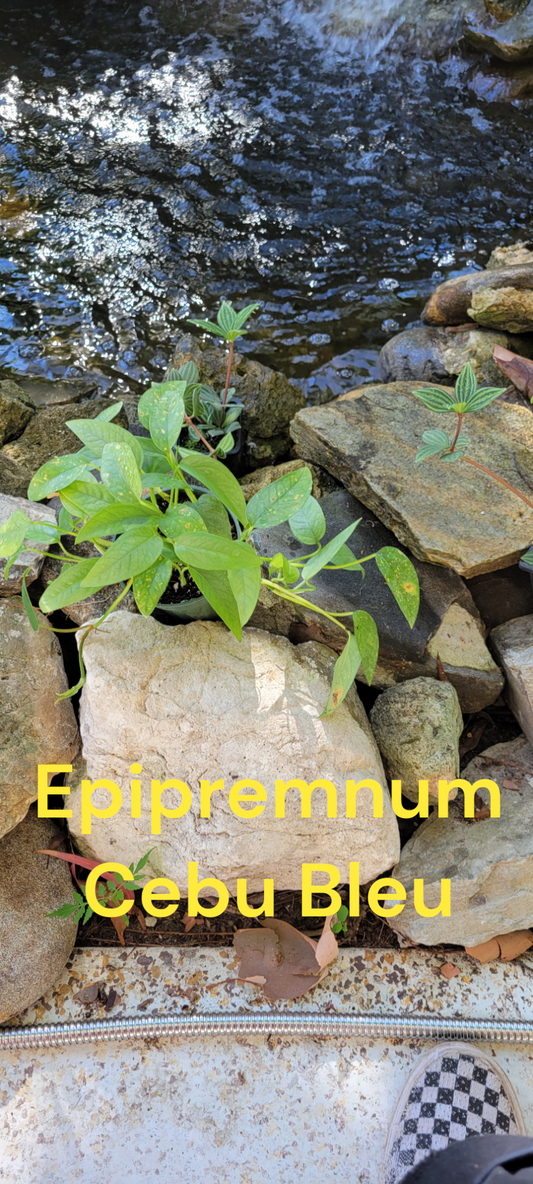 Epipremnum Pittatum Cebu Blue in four inch pots. Photos b4 Shipping