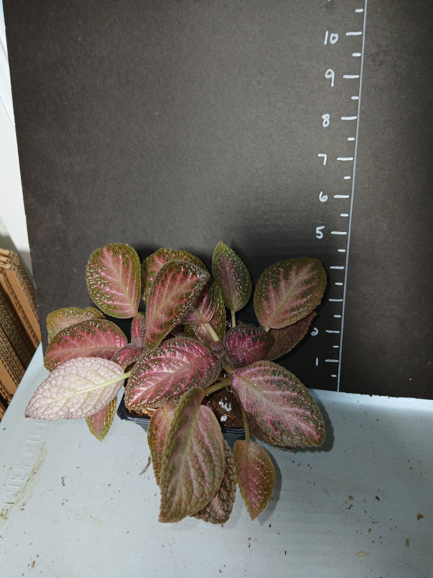 Episcia Pink Panther three inch pots Photos before shipping