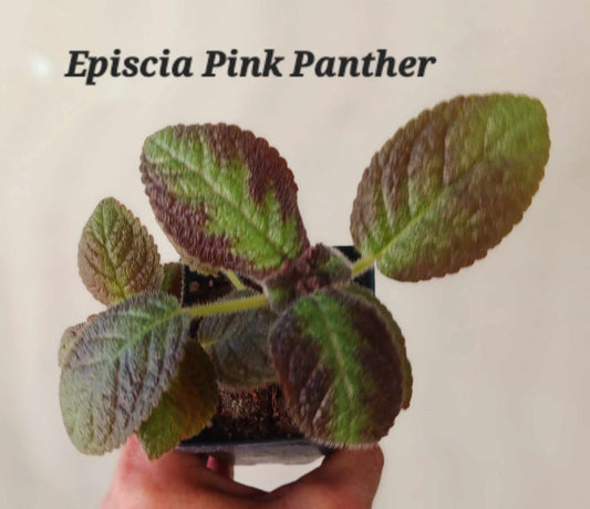 Episcia Pink Panther three inch pots Photos before shipping