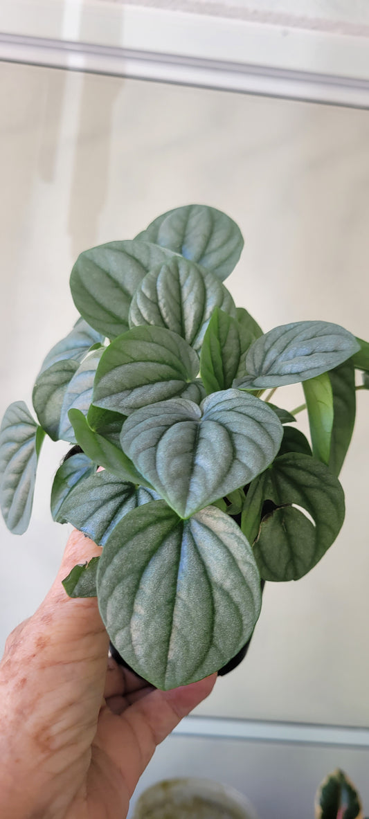 Peperomia Frost four inch pots
