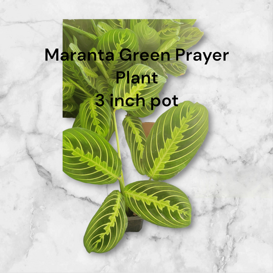 Maranta Green Prayer Plant 3 inch pots